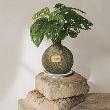 Kokedama directly translates as moss ball from japanese. Kokedama Fensterblatter Hannun