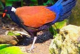 Image result for Vahlia digyna