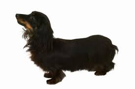 Excellent nose, persevering hunter and tracker. About The Miniature Longhair Dachshund