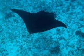You are a unique individual. Riesenmantas Fressen Im Geheimen Wissenschaft De