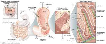 Cell Cell Division And Growth Biology Britannica Com Human Digestive System Human Body Bones Science For Kids
