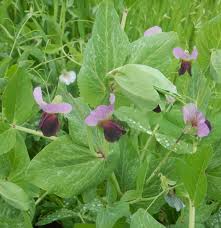 Image result for Pisum sativum