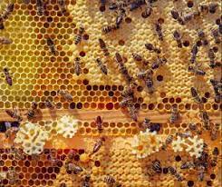 How To Get Bees To Make More Honey - Beekeepclub
