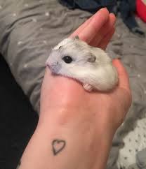 New Russian Dwarf Ekko Https Ift Tt 2jbozex Cute Hamsters Dwarf Hamster Cages Hamster
