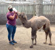 How does a fertalized egg get into the… what is the muscular part of the oviduc… what is the ovary at day 6 + where is i… because the uterus has to clean for longer. Watertown Zoo Welcomes Baby Camel Mourns Loss Of Jaguar