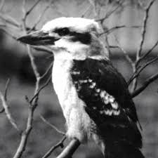 Our Story Kookaburra Sport Australia