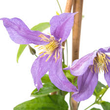Many climbers make good ground cover if left to grow with no supports, spreading over the ground and creating attractive, sometimes colorful, carpets. Waldrebe Blue Cover Clematis Blue Cover Gunstig Online Kaufen