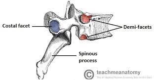 The five lumbar vertebrae are numbered l1 to l5. The Thoracic Spine Features Joints Ligaments Teachmeanatomy