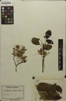 Image result for Crateranthus