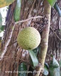 Image result for Garcinia punctata
