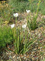 Image result for Moraea