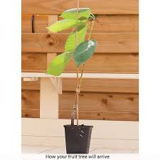 Delivery information view product description. Patio Fruit Tree Collection Van Meuwen
