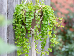 Another plant hailed as creeping charlie is pilea nummulariifolia of the family urticaceae, a grouping otherwise known as the nettles. Creeping Jenny Plant Care Growing Guide