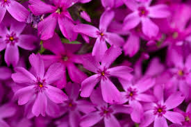 Flower spring spring flower flowers nature flora bloom beautiful garden colorful fresh holland green color keukenhof petal blossom vibrant. Purple Flowers Background Free Stock Photo Negativespace