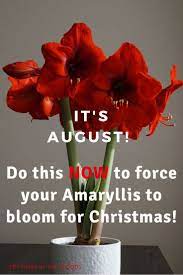 How To Force An Amaryllis To Bloom Again Amaryllis Plant Amaryllis Amaryllis Bulbs