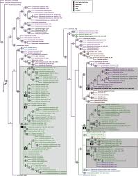 Image result for Hedythyrsus thamnoideus