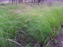 Image result for Sporobolus natalensis