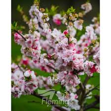 Image result for Prunus persica