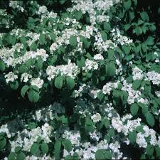 Growing & maintenance tips for viburnum plicatum t. Shasta Viburnum Spring Meadow Wholesale Liners Spring Meadow Nursery