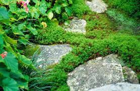 Ground cover plants can replace grass lawns with edible alternatives. Ground Cover And Rockery Plants