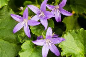 Maybe you would like to learn more about one of these? Growing Bellflowers And Differentiating Between Varieties Lovetoknow