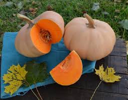 Butterkin F1 Squash Squash Varieties Vegetables
