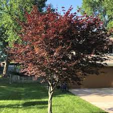 Maybe you would like to learn more about one of these? Emperor One Japanese Maple Naturehills Com