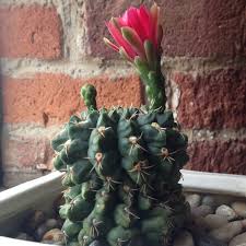 With their alluring shapes and hypnotic flowers, these cacti work no matter how many cacti you already have, there is always room for more! Gymnocalycium Baldianum Dwarf Chin Cactus In Gardentags Plant Encyclopedia