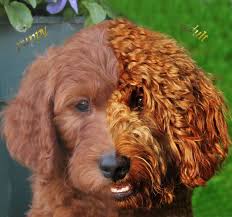 About Goldendoodles Goldendoodle Goldendoodle Puppy Doodle Dog