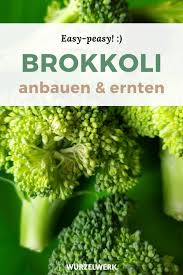 Blumenkohl Brokkoli Pflanzen Anbauen Und Ernten Die Komplette Anleitung Wurzelwerk In 2020 Brokkoli Anbauen Brokkoli Pflanzen Kohlrabi Pflanzen