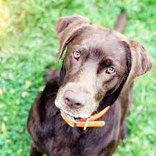 brauner labrador hund hunde labrador buddyandbello buddybello labrador retriever hunde labrador braun