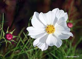 White Cosmos Flower Flower Arrangements Diy Centerpieces Flowers Garden Layout Flower Background Wallpaper