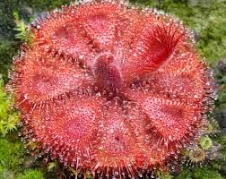 Image result for Utricularia appendiculata