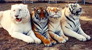 Pin By Bhumika Desai On Bears And Ohters Animals Wild Big Cats Animals
