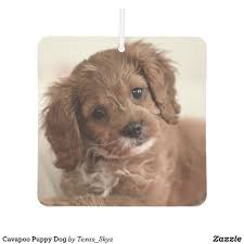 Find your new companion at nextdaypets.com. Morningside Cavapoo Puppies Texas The Y Guide