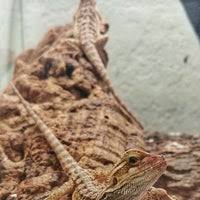 Check out our exotic pet supplies selection for the very best in unique or custom, handmade pieces from our pet portraits shops. An Exotic Pet Shop Ken The Bug Guy Pet Store In Keeling