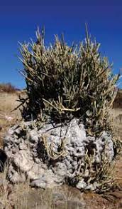 Image result for Hermbstaedtia linearis