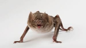 Vampire bats feed only on blood, a fact that sets the human imagination racing. Vampire Bat