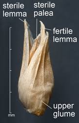 Image result for Kirkiaceae