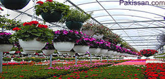City of flowers in pakistan. Floriculture In Pakistan Pakissan Com