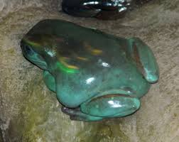 Check spelling or type a new query. White S Tree Frog Reptipedia Fandom