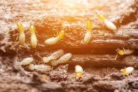 Has been voted #1 multiple years in a row by dallas, plano and frisco texas residents is because we offer the fastest, friendliest and most appointments scheduled on the hour including saturdays. Pest Control Dallas Tx Home Exterminating Service Llc