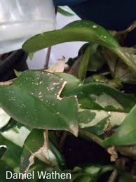 Safe Plants for Chameleons Plant List Update