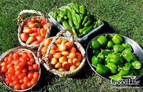 This will keep your peppers from freezing in a clump and it will also keep the liquid from puddling up. How To Freeze Peppers