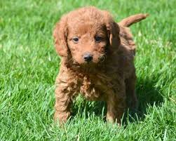 We did not find results for: Labradoodle Puppy For Sale Adoption Rescue For Sale In Kendallville Indiana Classified Americanlisted Com