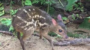Sri lankan elephant, water buffalo, sri lankan sambar deer, wild boar, sri lankan spotted chevrotain, grizzled giant squirrel, sri lankan axis deer, and asian palm civet are some of the common mammals. à¶¸ à¶¸ à¶± à¶± Meeminna Also Known As Mouse Deer Tragulus Kanchil Sri Lanka Youtube