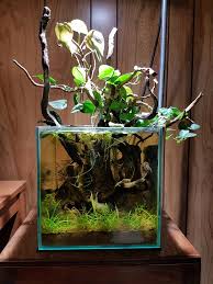 Riparium Betta Fish Tank Betta Tank Aquascape Aquarium