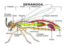 Serangga Insect Dan Model Pernafasannya
