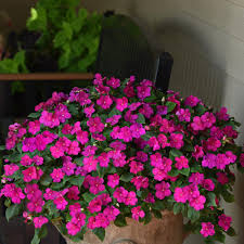Image result for Impatiens purpureoviolacea