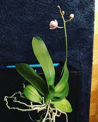 Rescue Orchid In Water Culture In Bloom 02 17 2018 Orchids In Water Phalaenopsis Orchid Orchids